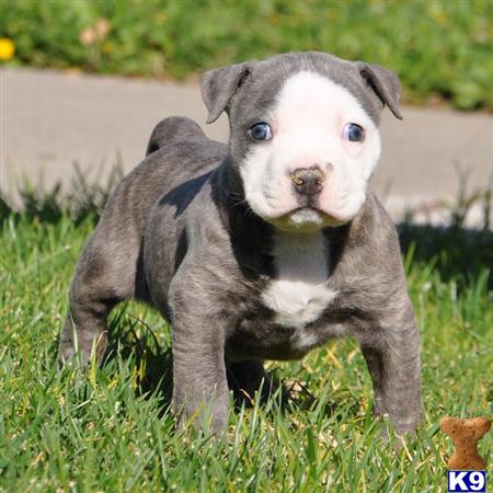 american pit bull puppy posted by Pitbulls for Sale